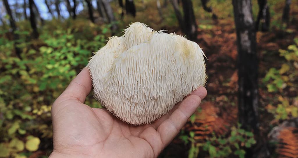 Naturecan Lions Mane Gummies