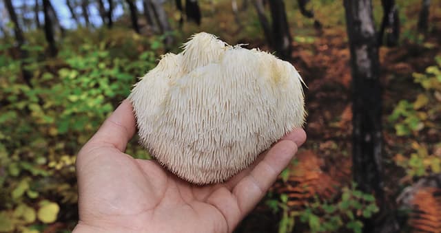 Naturecan Lions Mane Gummies