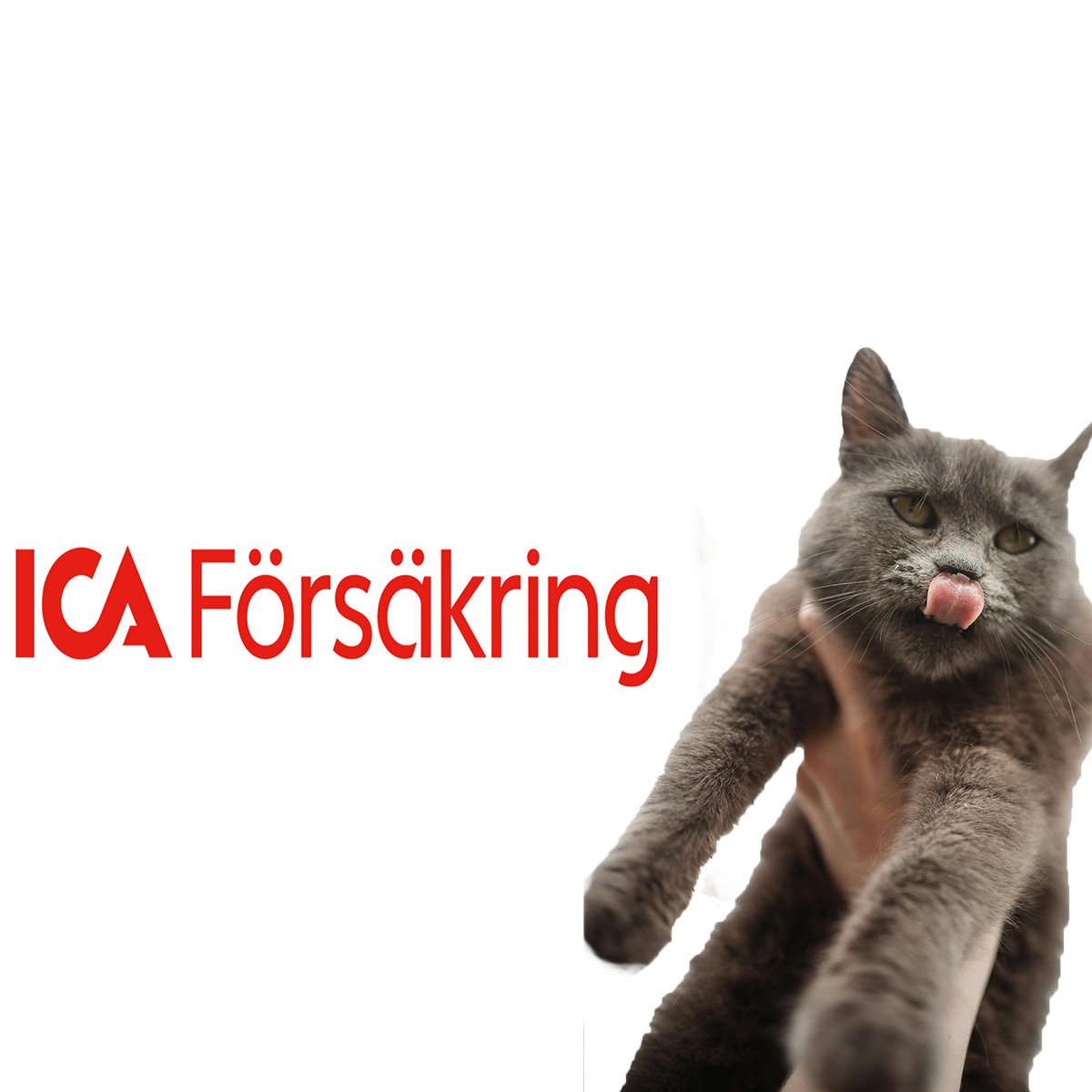 Ica Kattförsäkring