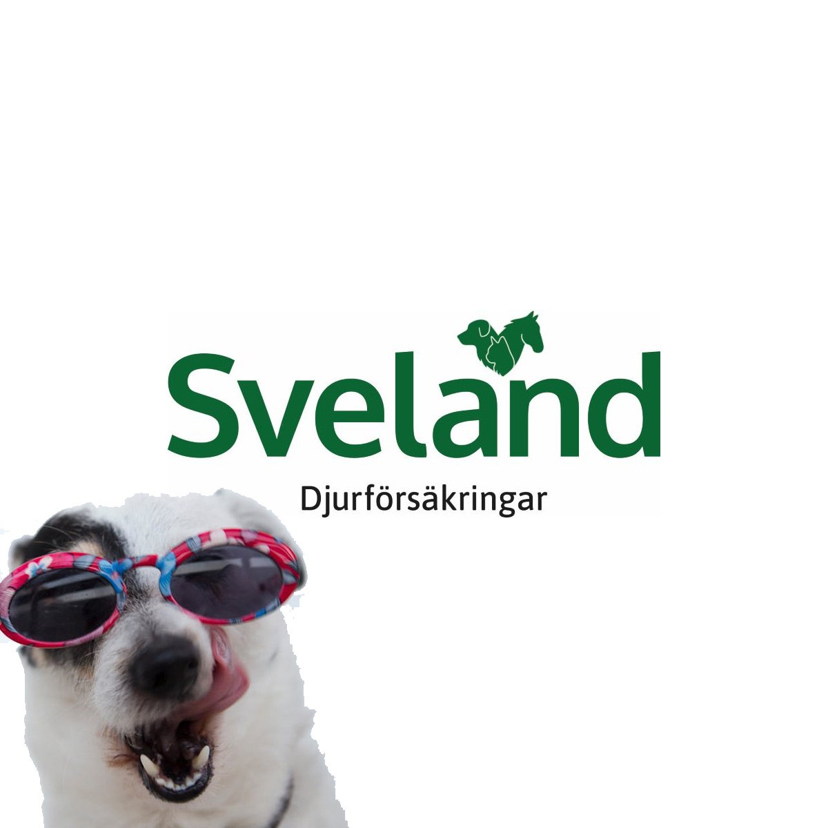 Sveland Hundförsäkring