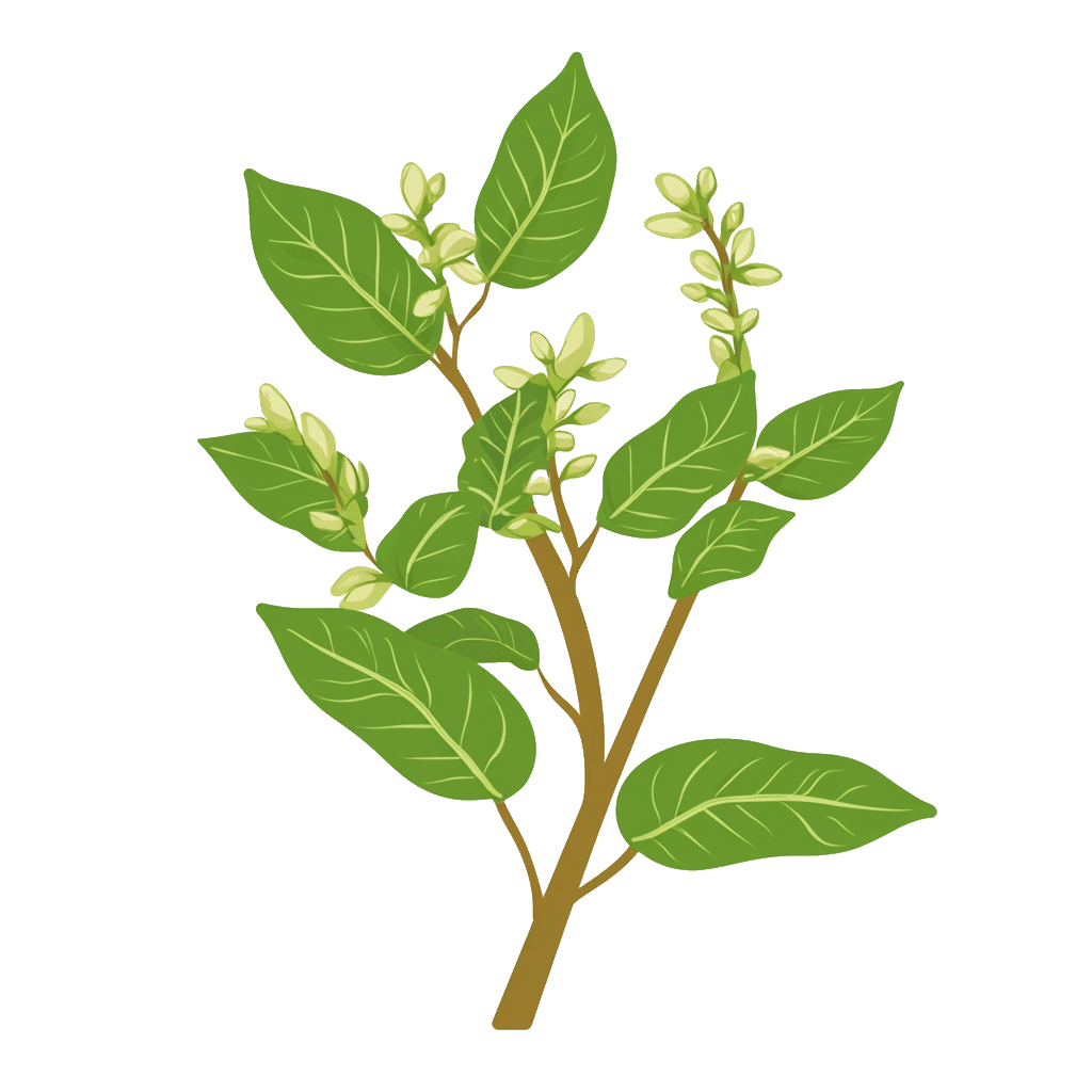 Ashwagandha